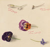 Flower Study (1873)