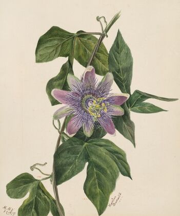 Flower Study (1879)