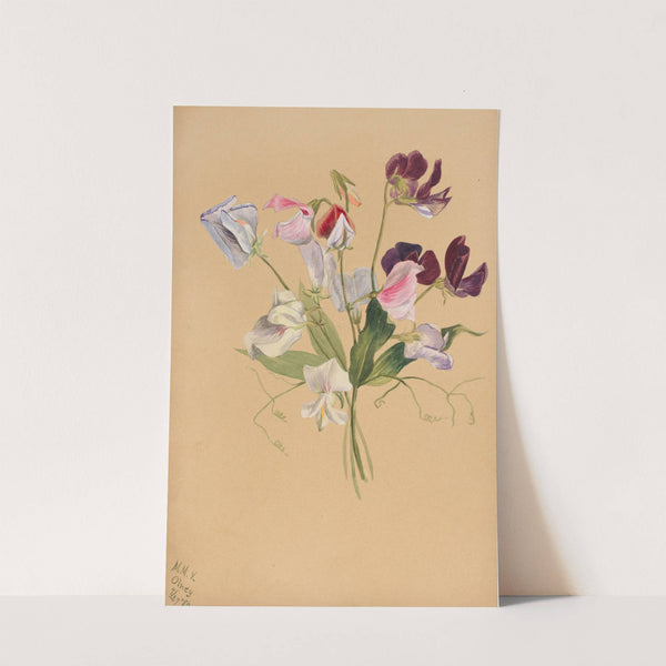 Flower Study (1886) by Mary Vaux Walcott