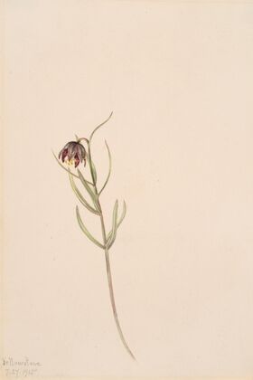 Flower Study (1915)