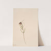 Flower Study (1915) by Mary Vaux Walcott