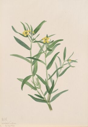 Rhododendron (Rhododendron maximum) (1880)