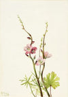 Rose Gentian (Sabbatia angularis) (1880)