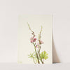 Flower Study (1939) by Mary Vaux Walcott