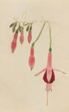 Bearpoppy (Arctomecon merriami) (1935)