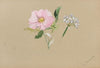 Peatpink (Silene caroliniana) (1917)