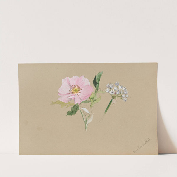 Flower Study (ca. 1876-1878) by Mary Vaux Walcott
