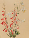 Flower Study (ca. 1883-1900)