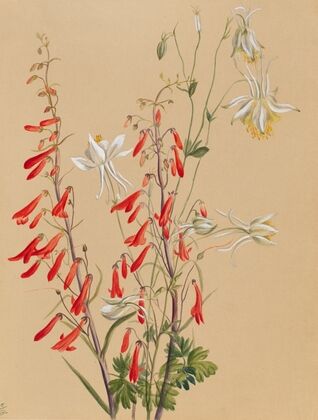 Flower Study (ca. 1883-1900)