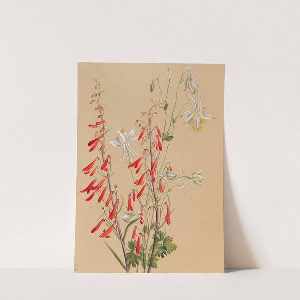 Flower Study (ca. 1883-1900) by Mary Vaux Walcott