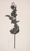 Flower Study (1860–1911)