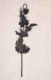 Flower Study (1860–1911)