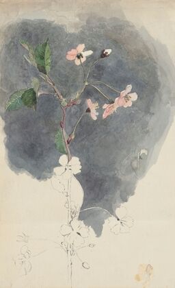 Flower study