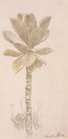 Flower Study