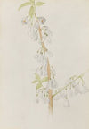 Flower Study