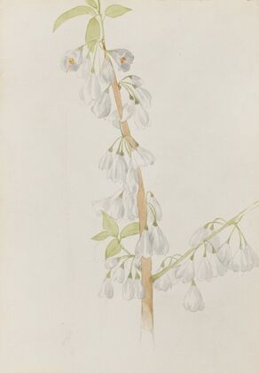 Flower Study