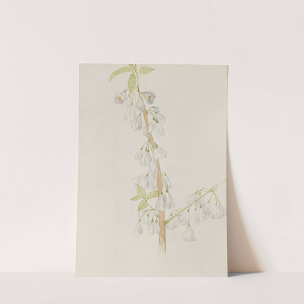 Flower Study by Mary Vaux Walcott