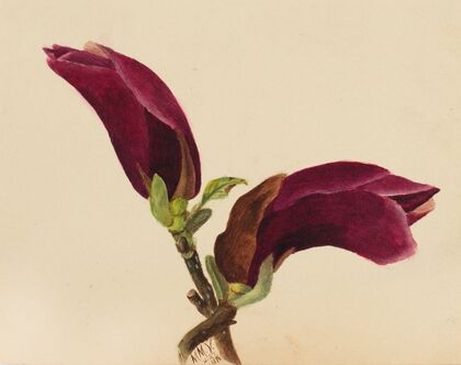One-Leaf-Bog-Orchid (Habenaria obtusata) (1922)