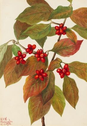 Flowering Dogwood (Cornus florida) (1926)