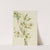 Flowering Dogwood (Cornus florida) (1919) by Mary Vaux Walcott