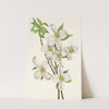 Flowering Dogwood (flower). Cornus florida (1925) by Mary Vaux Walcott
