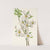 Flowering Dogwood (flower). Cornus florida (1925) by Mary Vaux Walcott