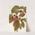 Flowering Dogwood (fruit). Cornus florida (1925) by Mary Vaux Walcott