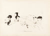 Flowers (1919-1920)
