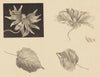Flowers and Leaves