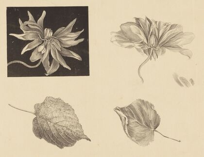 Flowers and Leaves