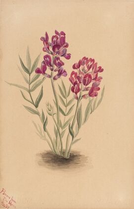 Flowers from the Mesa (1883)