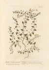 Fluellin or female speedwell