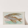 Flying Fish (1889) by Allen &amp; Ginter