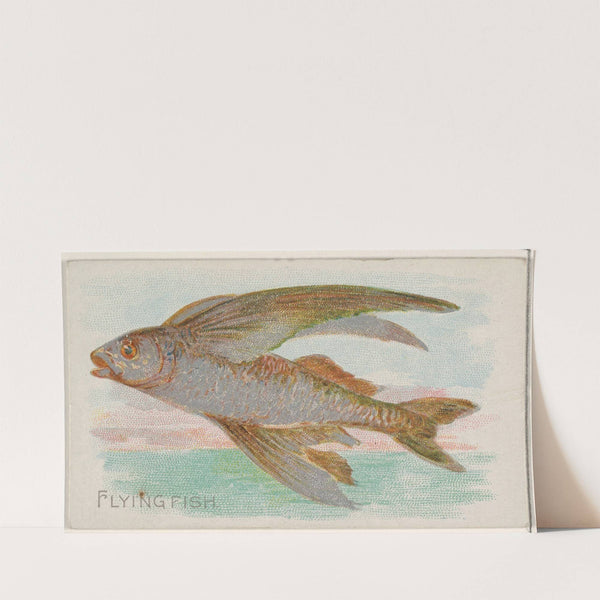 Flying Fish (1889) by Allen &amp; Ginter