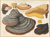 Fomes pinicola F.R., Placodes ungulatus Schff., Ungulina marginata Pat. (1915-1945)