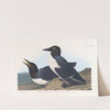 Foolish guillemot by John James Audubon