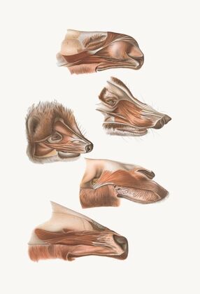 Fore End Of Head Of Elk, Nasua, Dromedary, Erinaceus,Wapiti