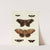 Foreign butterflies occurring in the three continents Asia, Africa and America Pl.005 (1779-1782) by Pieter Cramer