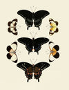 Foreign butterflies occurring in the three continents Asia, Africa and America Pl.015
