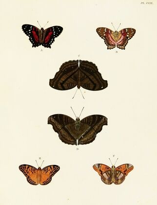 Foreign butterflies occurring in the three continents Asia, Africa and America Pl.017