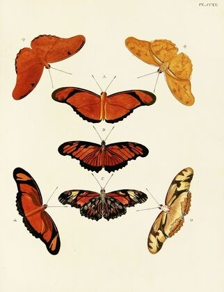 Foreign butterflies occurring in the three continents Asia, Africa and America Pl.023