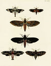 Foreign butterflies occurring in the three continents Asia, Africa and America Pl.024