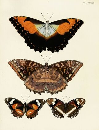 Foreign butterflies occurring in the three continents Asia, Africa and America Pl.026
