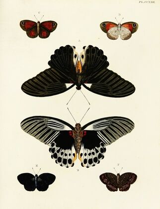 Foreign butterflies occurring in the three continents Asia, Africa and America Pl.029