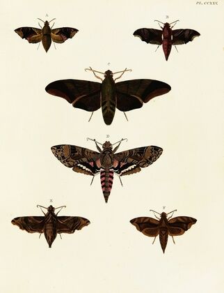 Foreign butterflies occurring in the three continents Asia, Africa and America Pl.032