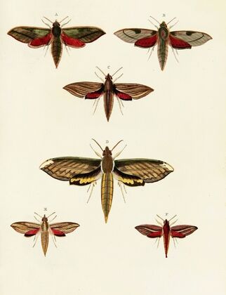 Foreign butterflies occurring in the three continents Asia, Africa and America Pl.033