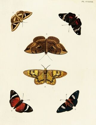 Foreign butterflies occurring in the three continents Asia, Africa and America Pl.034