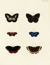 Foreign butterflies occurring in the three continents Asia, Africa and America Pl.043