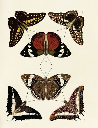 Foreign butterflies occurring in the three continents Asia, Africa and America Pl.048