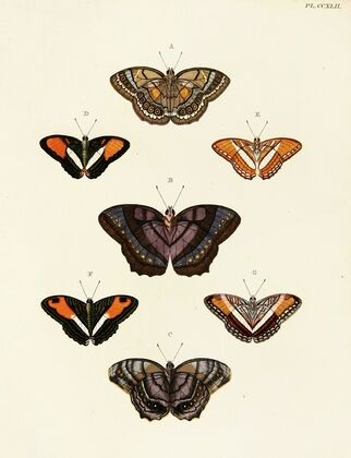 Foreign butterflies occurring in the three continents Asia, Africa and America Pl.049